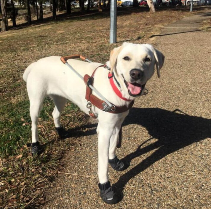 A yellow Labrador standing in Guide Dog harness wearing booties.