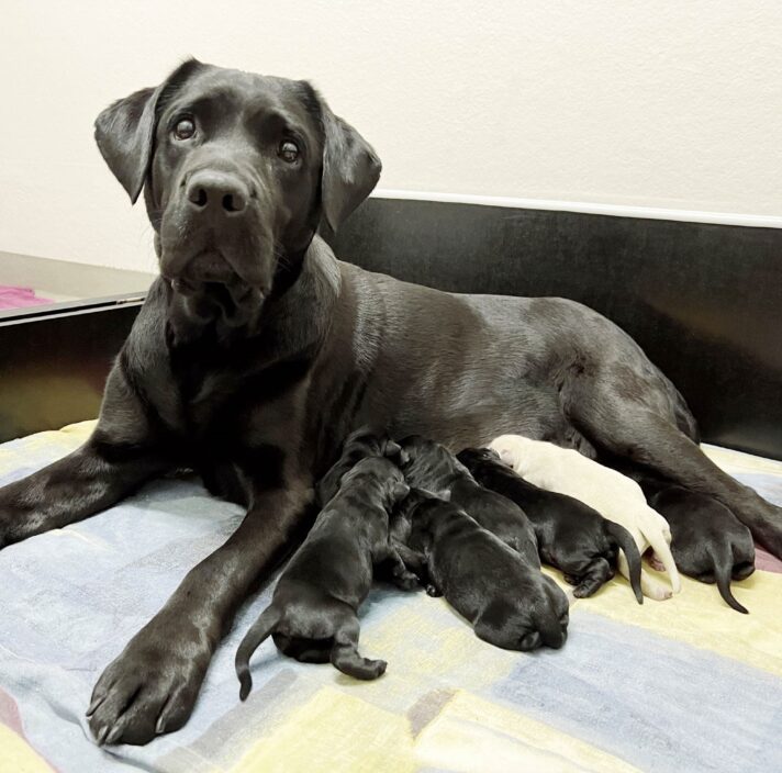 A black Labrador lying down with a litter of puppies