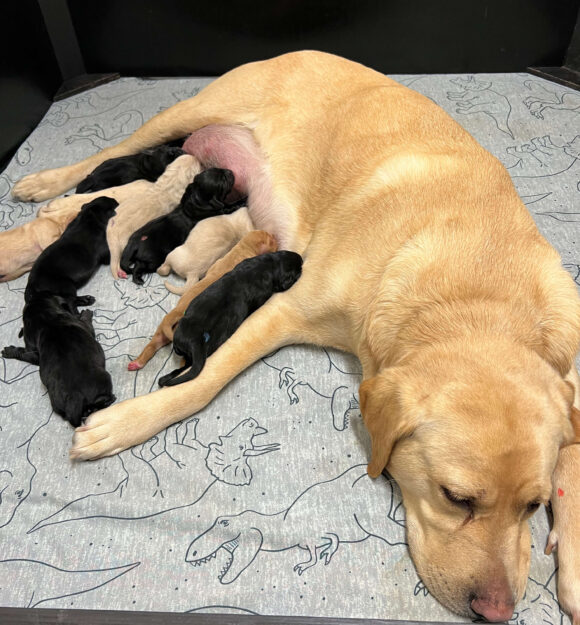 A yellow Labrador lying in a bed with her puppies