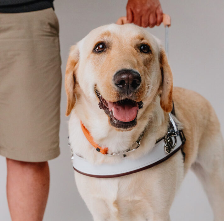 Yellow Guide Dog Lucy being led by a person and looking at the camera.