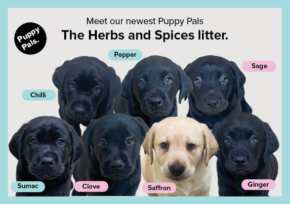 Six black Labradors and one light-colored Labrador are sitting together.