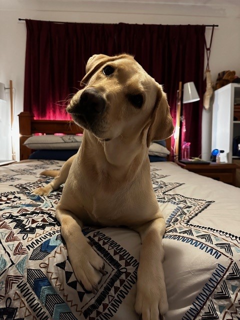 Yellow Labrador, Solo, laying on a bed, head cocked to one side.