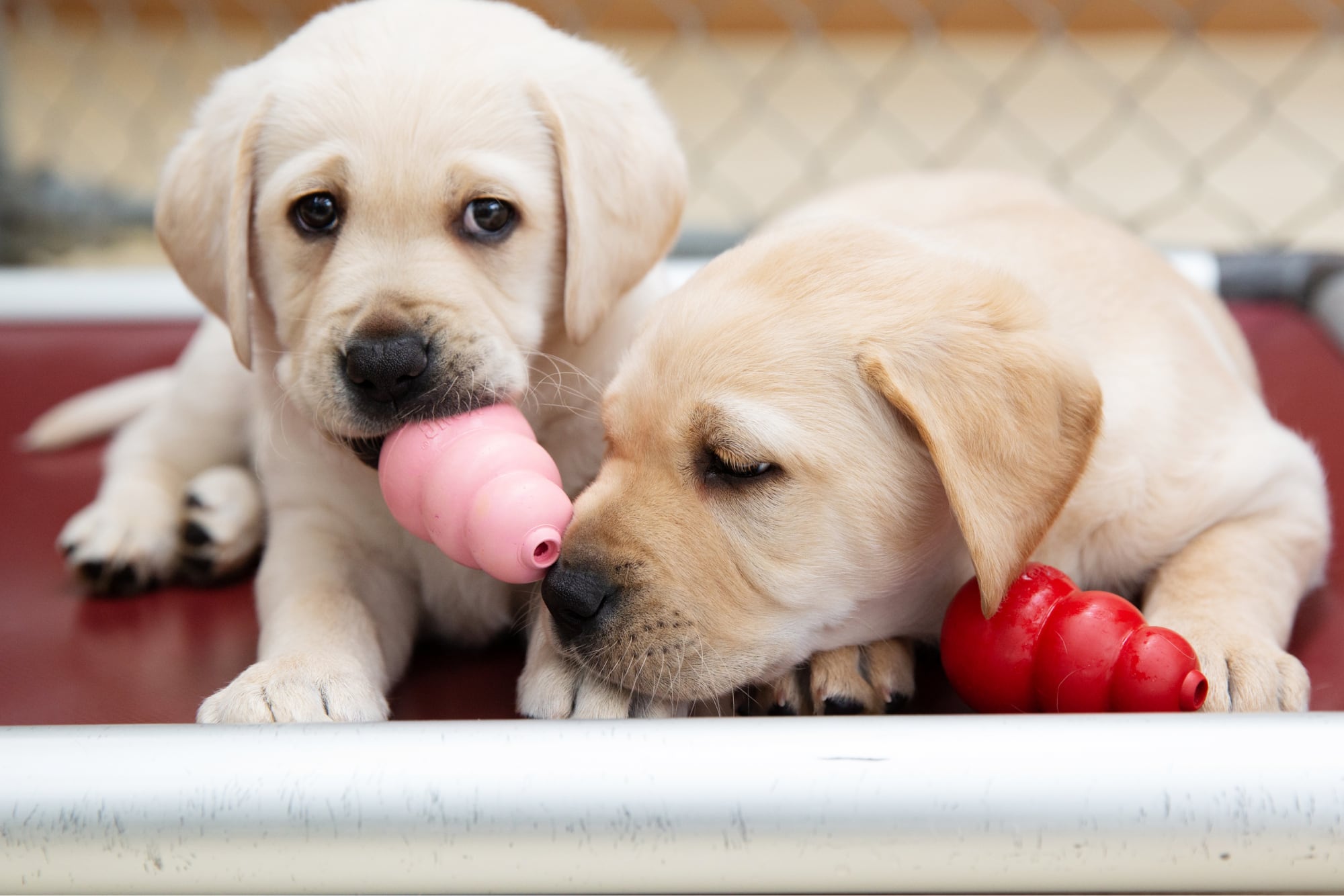 Two eight week old yellow labrador puppies playing with a dog toy. One puppy is looking at the camera while the other is looking at the toy.