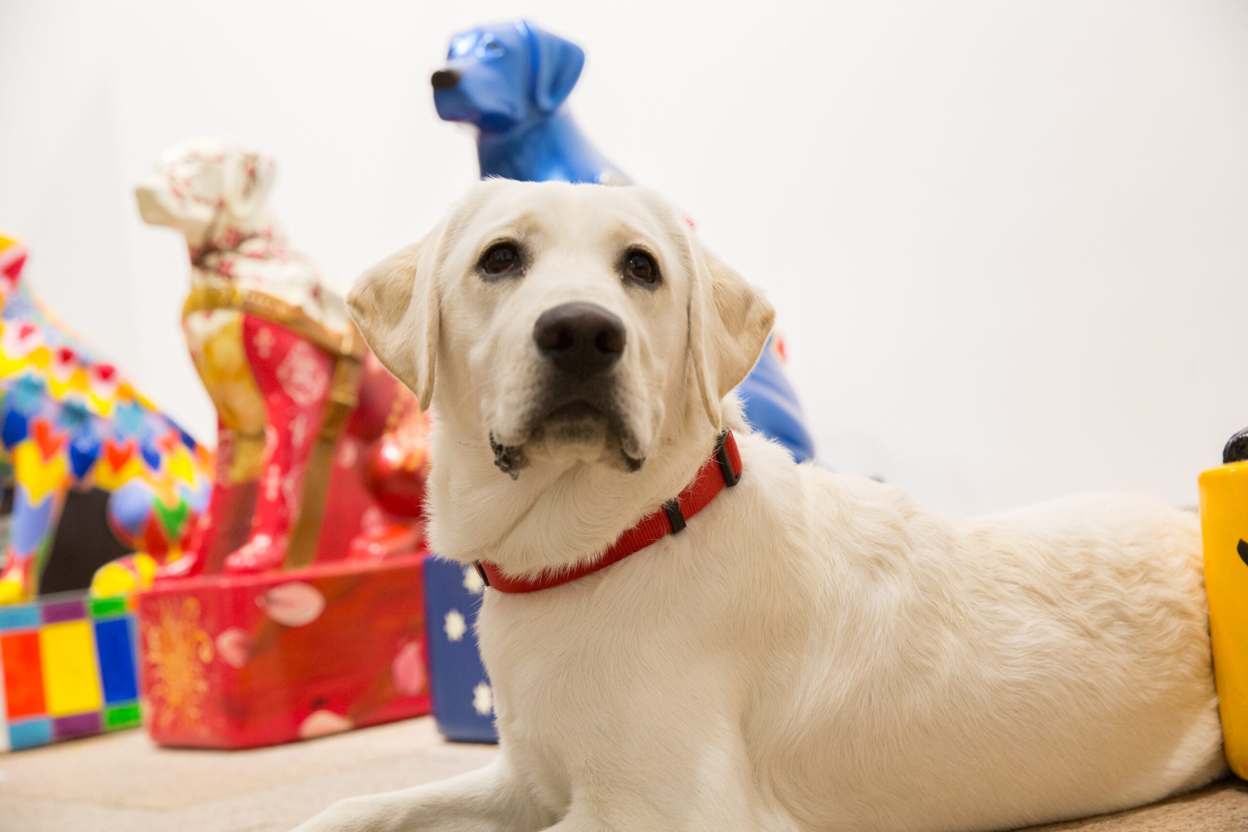 A yellow Labrador sits among decorated Guide Dogs donation dogs.