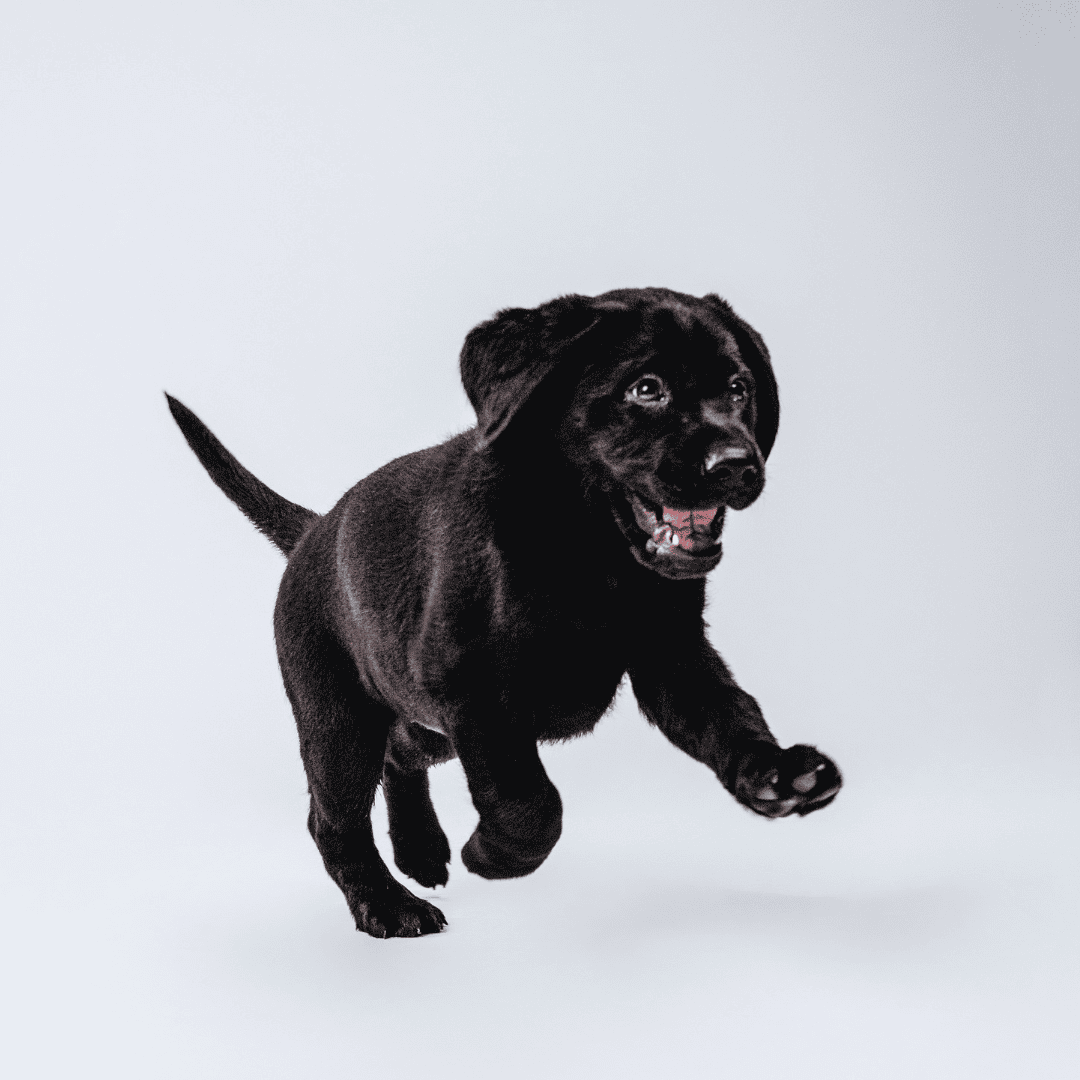 A black Labrador puppy runs towards the camera. His ears are floppy and his mouth is open.