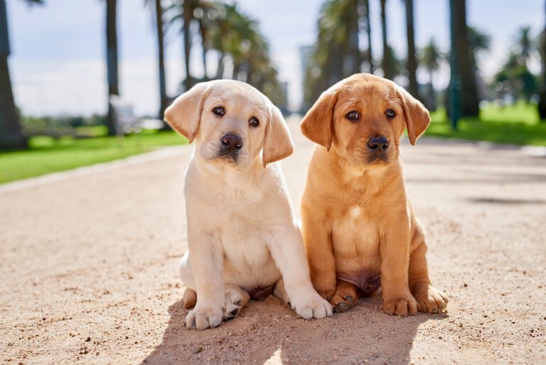 About our Dogs.