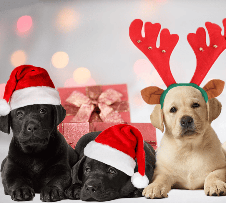 Christmas Closure 2019