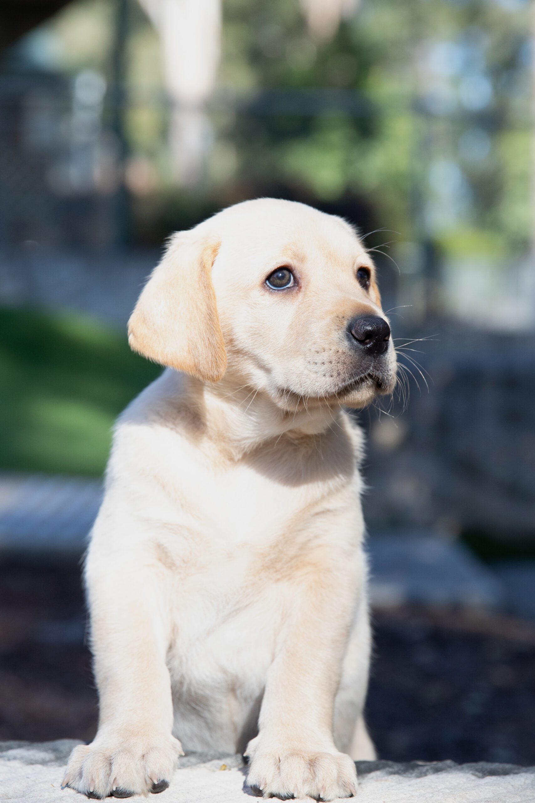 A yellow Labrador puppy standing on a step, looking off to the right.