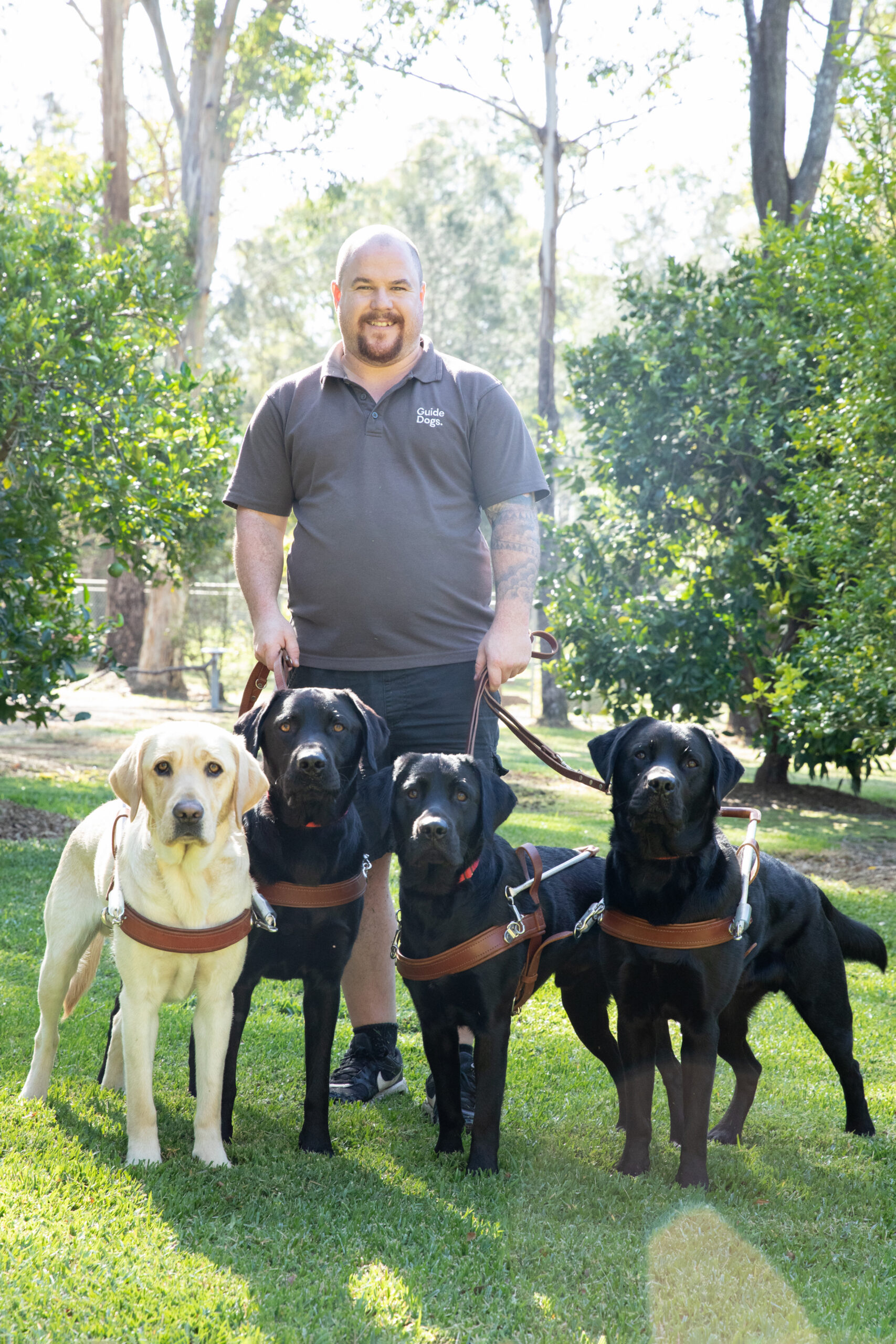 A Guide Dogs employee stands outside, holding the leads of three black and one yellow Labrador Guide Dog.