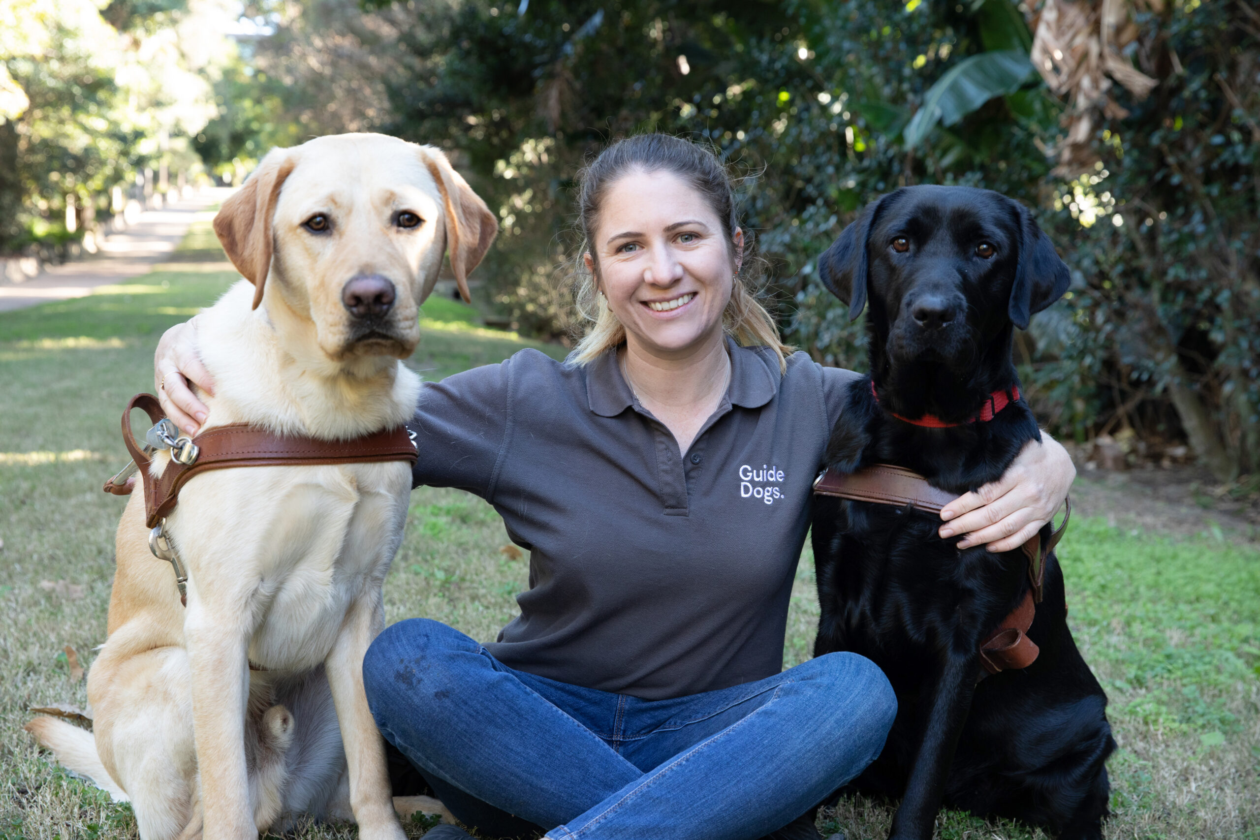 A Guide Dogs staff member sitting in between a yellow and black Labrador Guide Dog in harness.