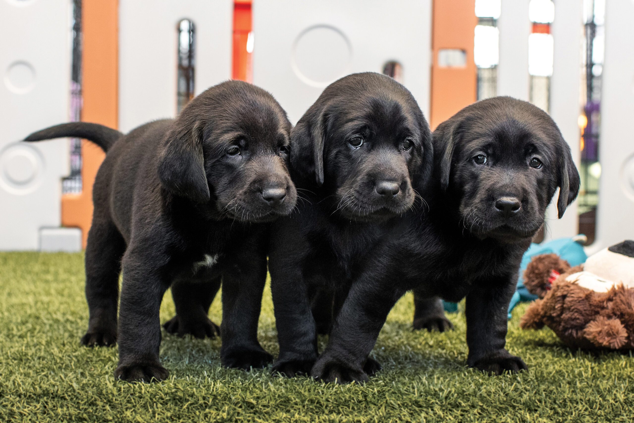 Three black Labrador puppies, standing in a row, paws crossing over each other.