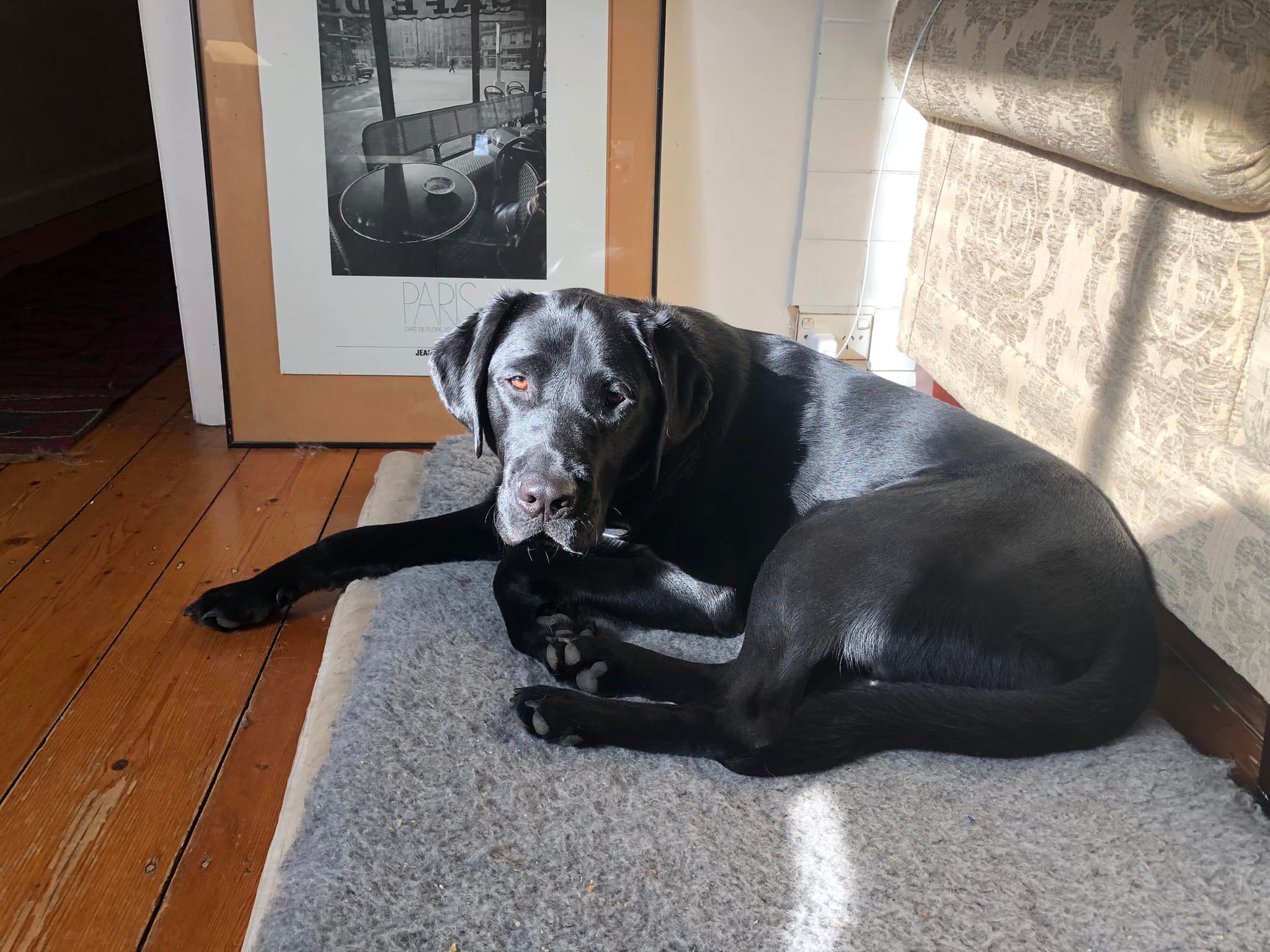 Black Ambassador Dog Gizmo laying on his bed in the sunshine.