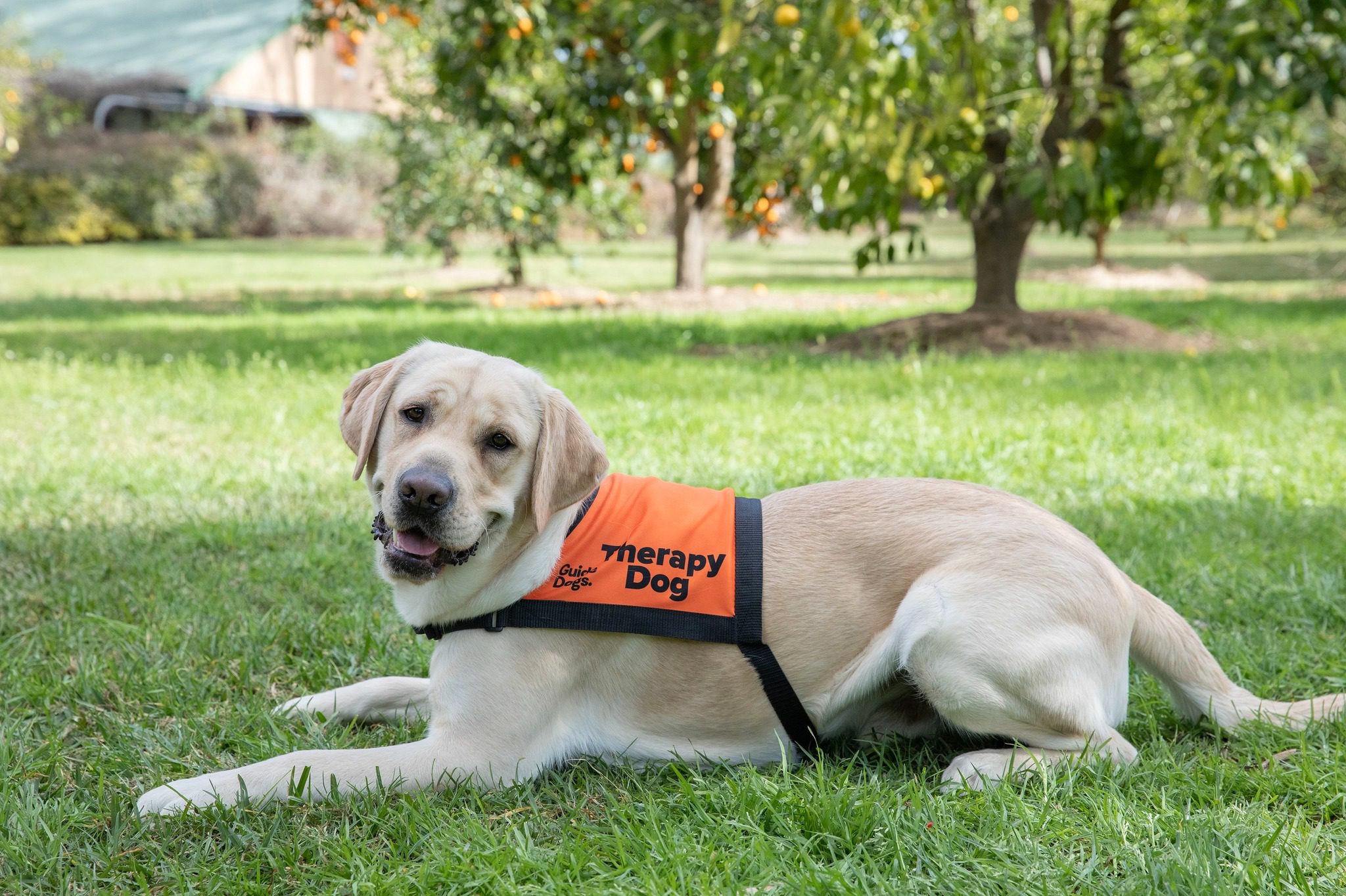 A yellow Labrador in an orange Therapy Dog coat.