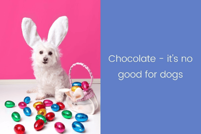 A small white dog wearing bunny ears with coloured Easter eggs in a basket and spread across the floor in front of the dog. Text reads: Chocolate - it's no good for dogs.]