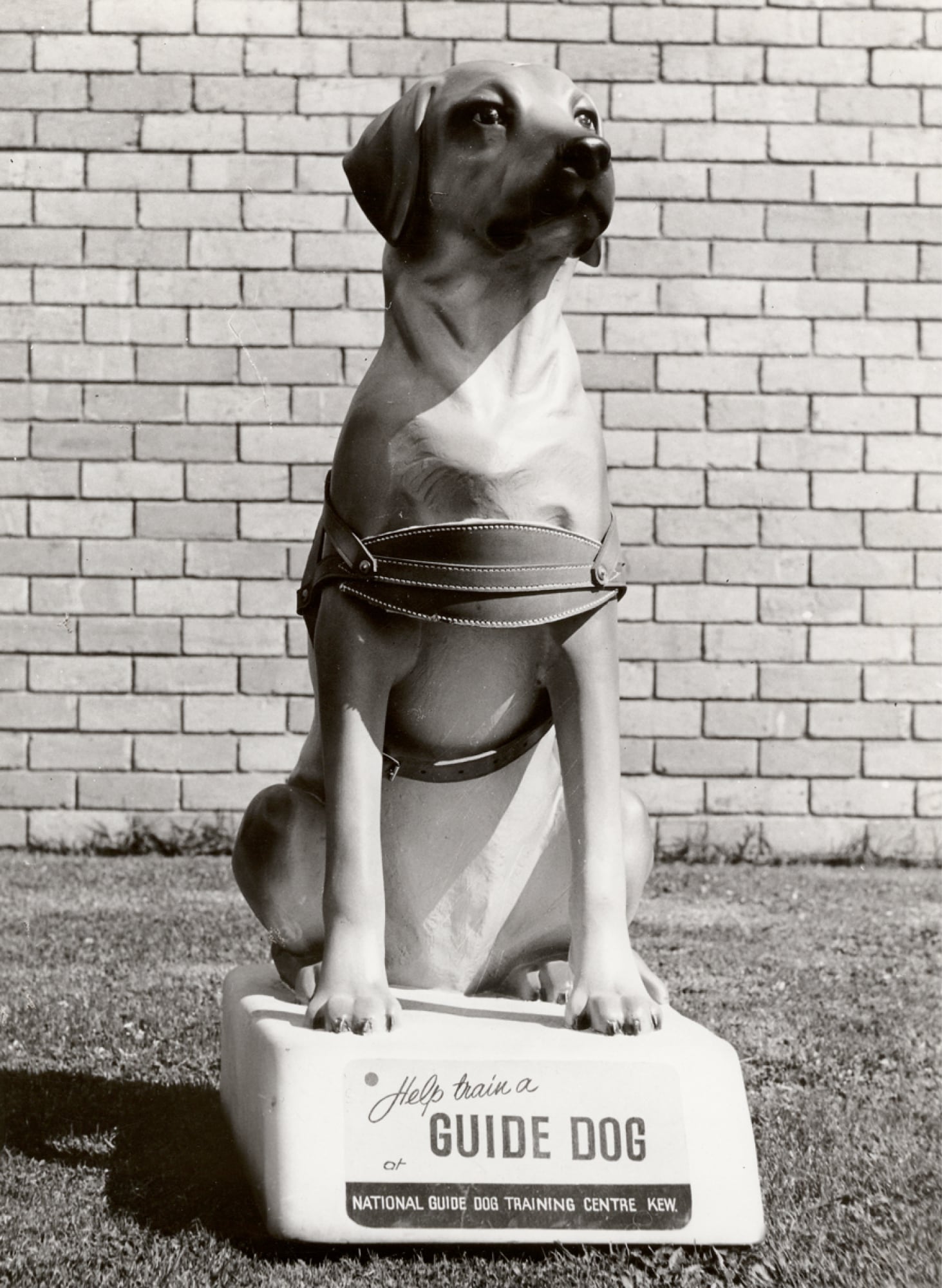A 1970's black and white image of a large Guide Dog's collection dog.