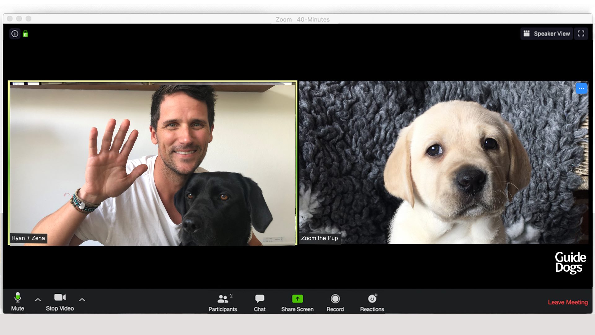 An image of a Zoom call with Guide Dog trainer Ryan and a small yellow puppy named Zoom