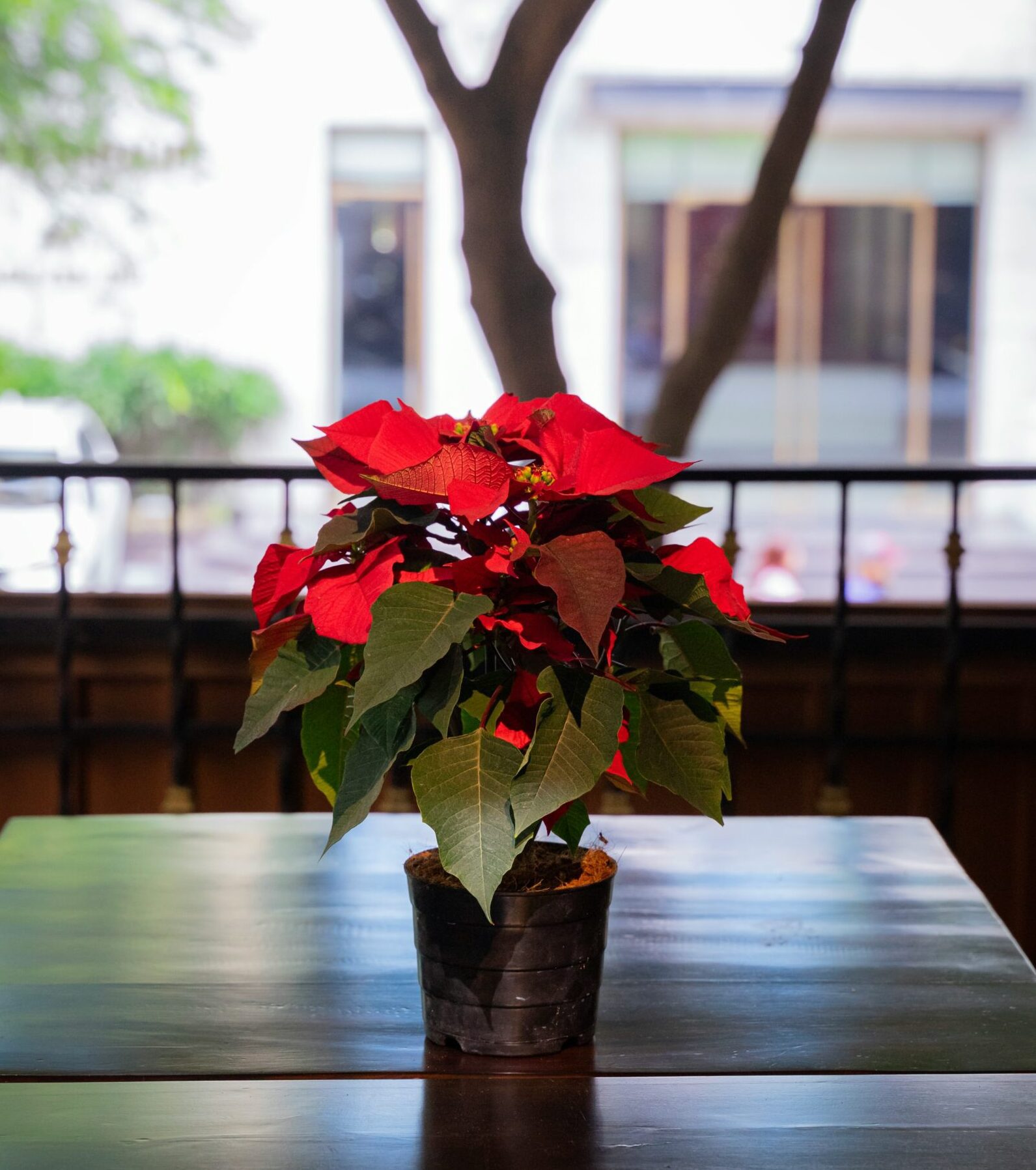 A poinsettia plant blooming with red and green foliage sitting on top of a wooden table.