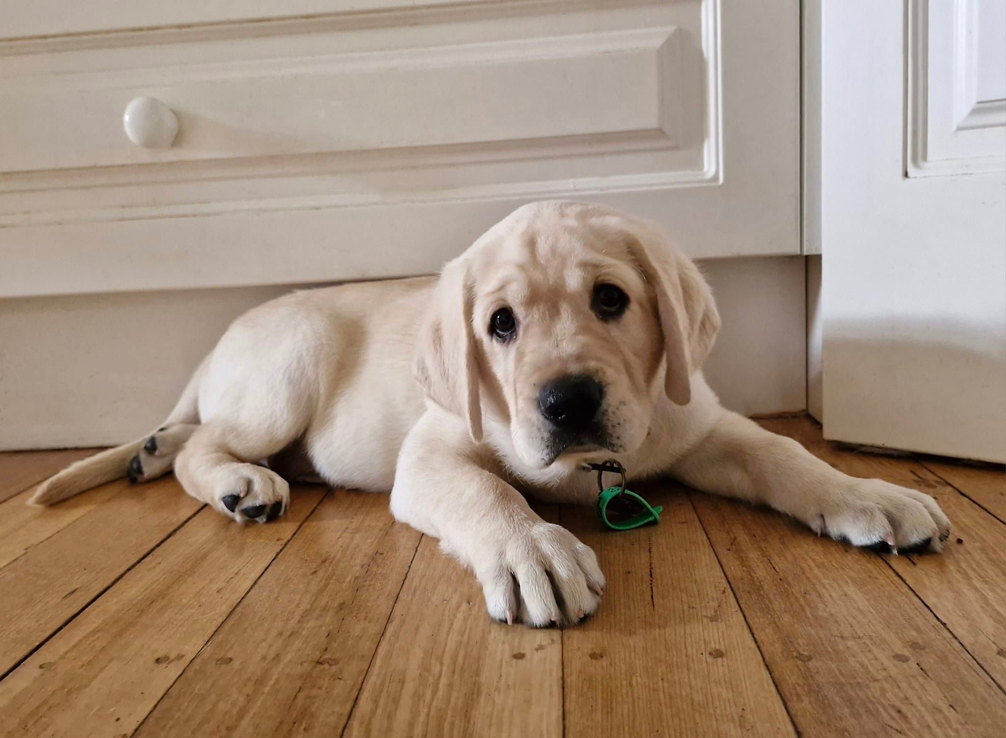 Bently lying down on the floor