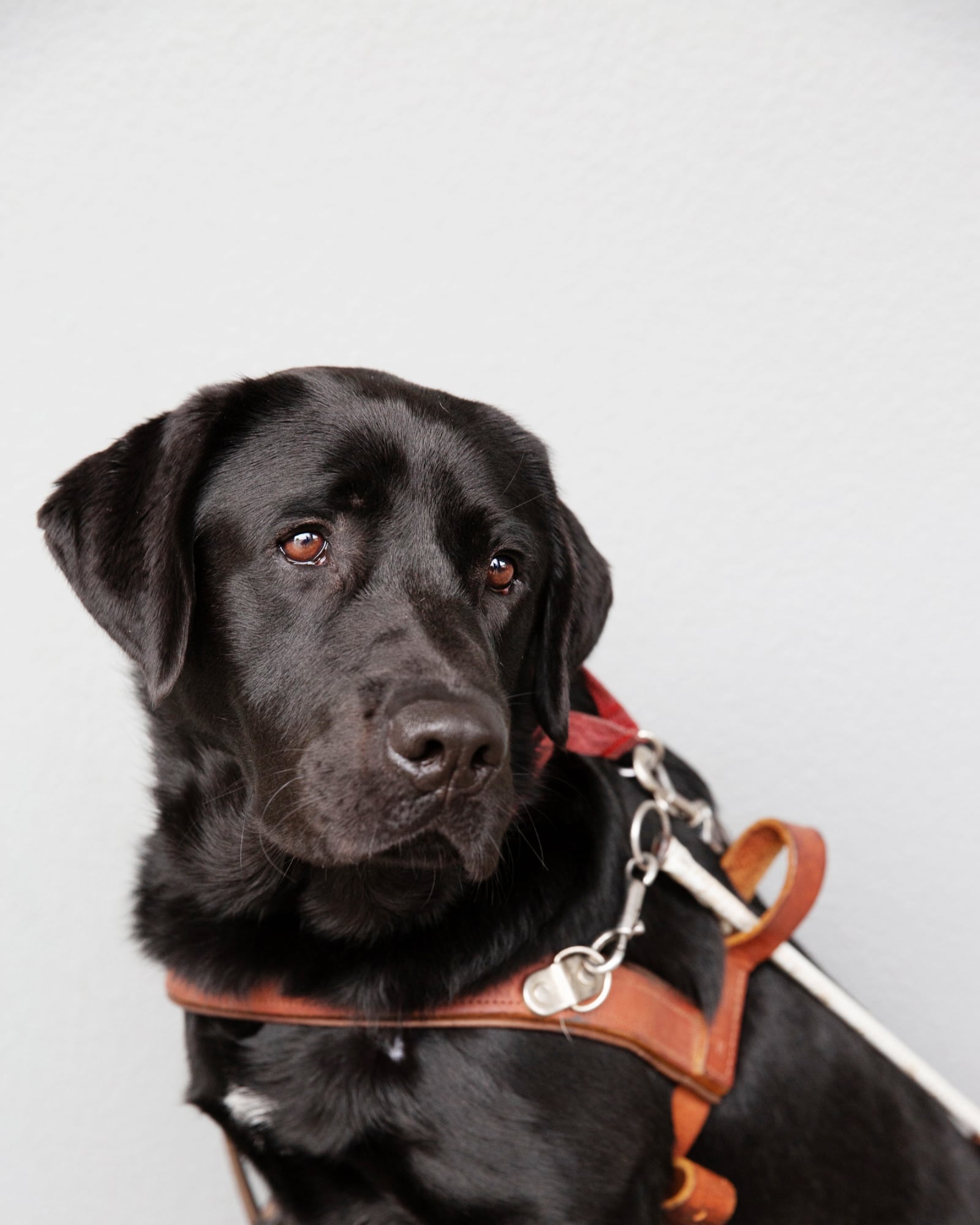 A black labrador Guide Dog seated against a grey background. The Guide Dog is in harness and is looking to the right of the camera.