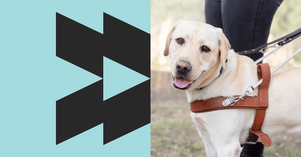A yellow Labrador in Guide Dog harness
