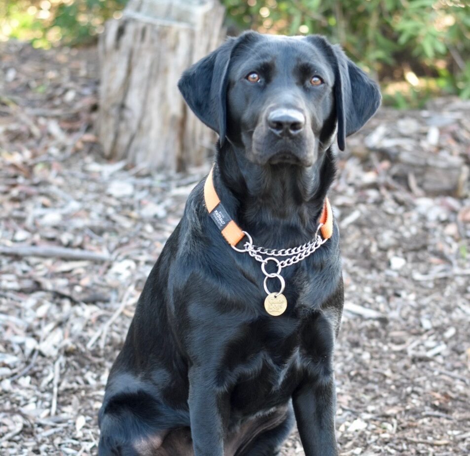 Black Labrador Delphie, sitting looking at the camera.