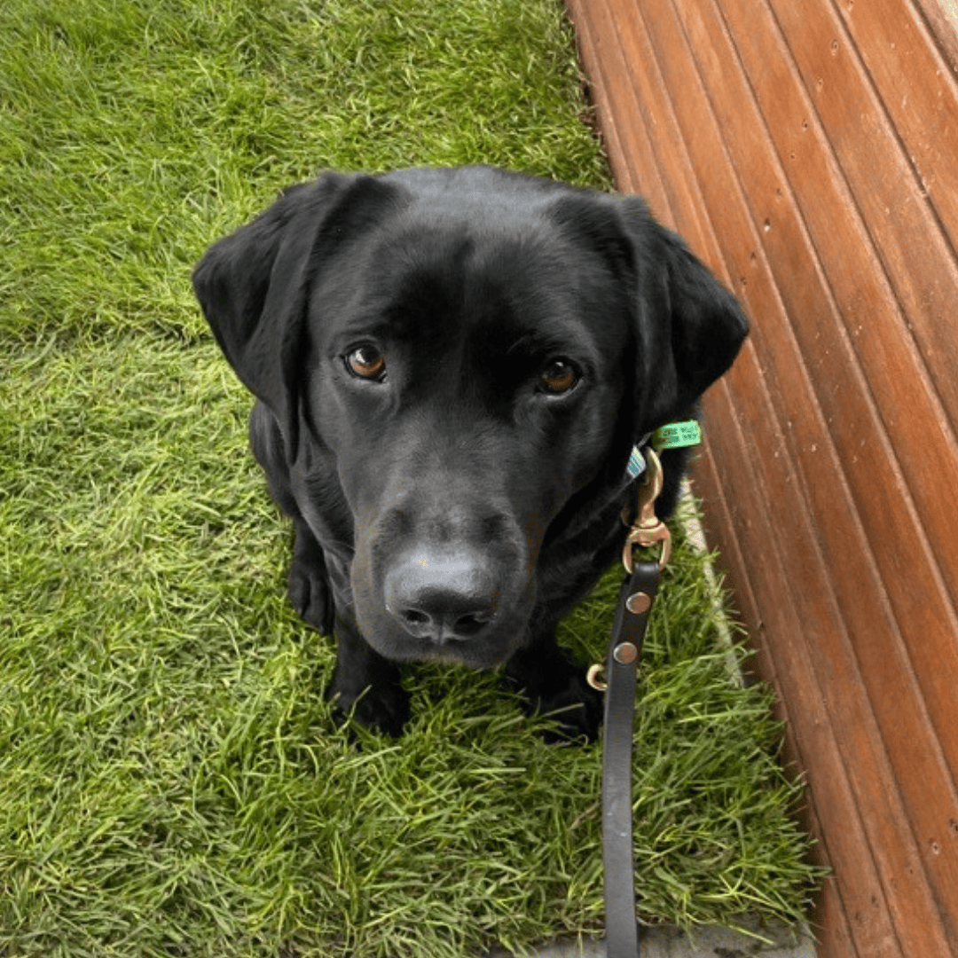 Black Labrador Delphie sitting on grass, looking up at the camera.