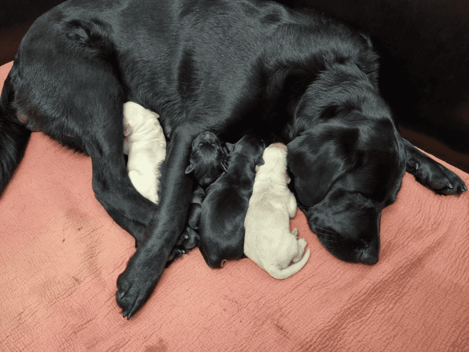 Black Labrador Elka with her two yellow and two black puppies cradling into her.