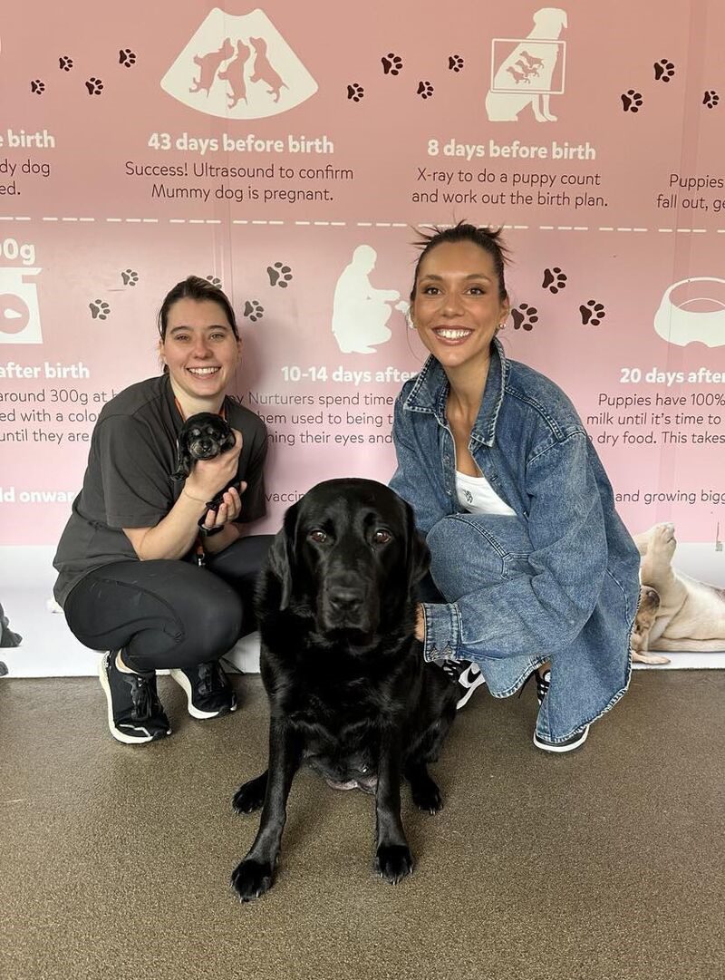 Elle kneeling on the ground of the Guide Dogs nursery, with a black Labrador between her and a member of Guide Dogs staff, who is holding a tiny black Labrador puppy.