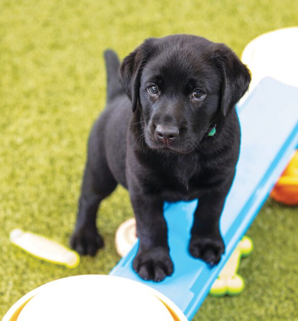 Guide Dogs Puppy Pledge