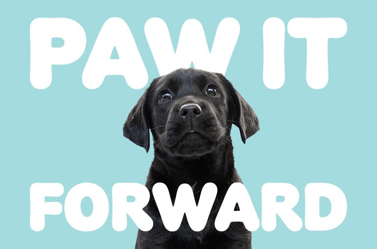 Black Lab puppy looking up with puppy dog eyes. Graphic says 'Paw it Forward'.