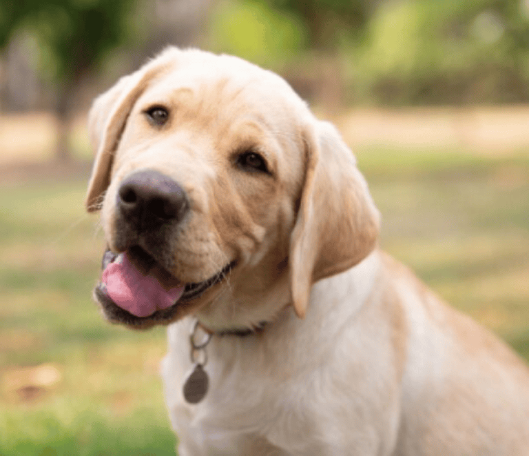 A guide to common dog poisons and their symptoms