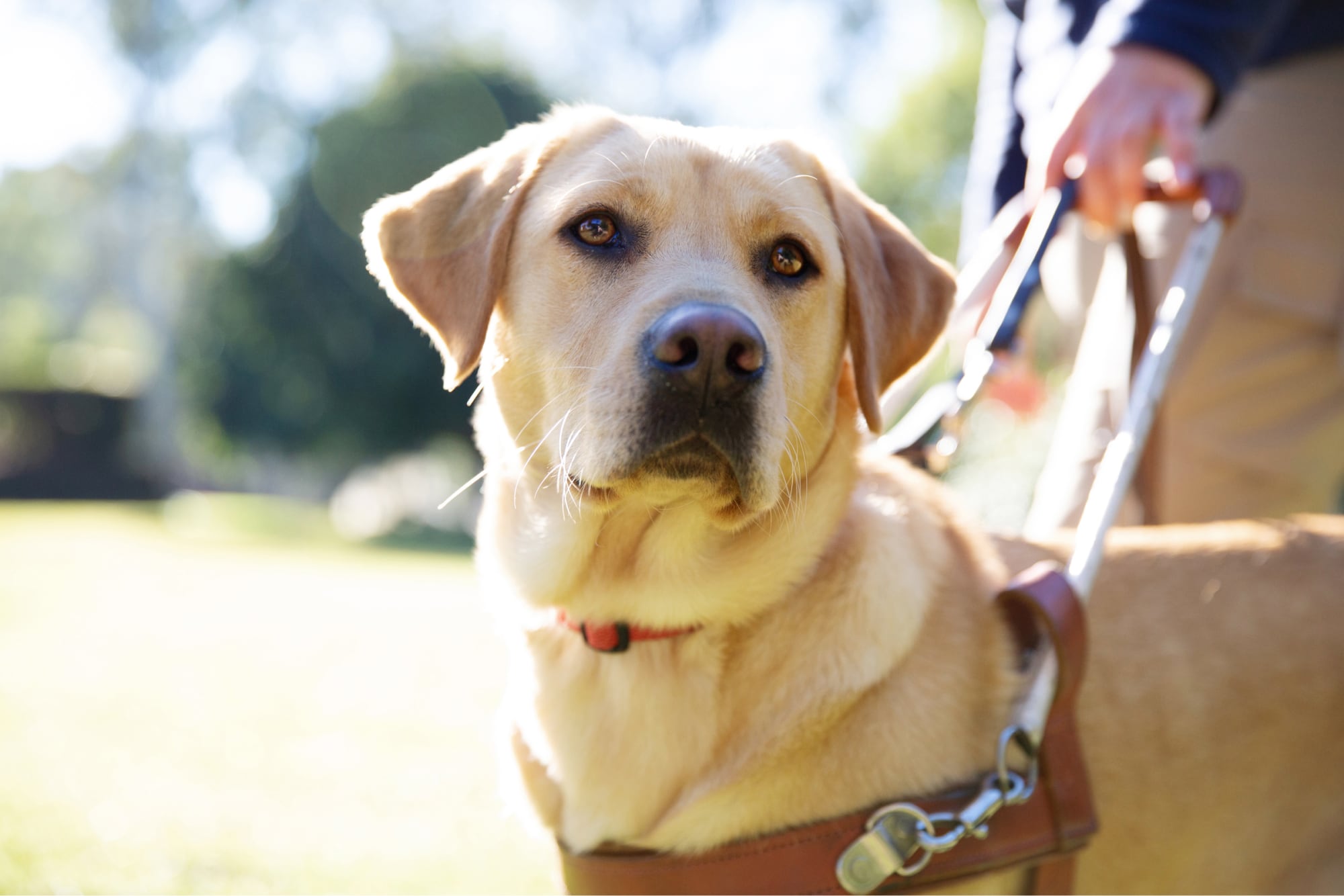 Close up of a Yellow labrador in harness.