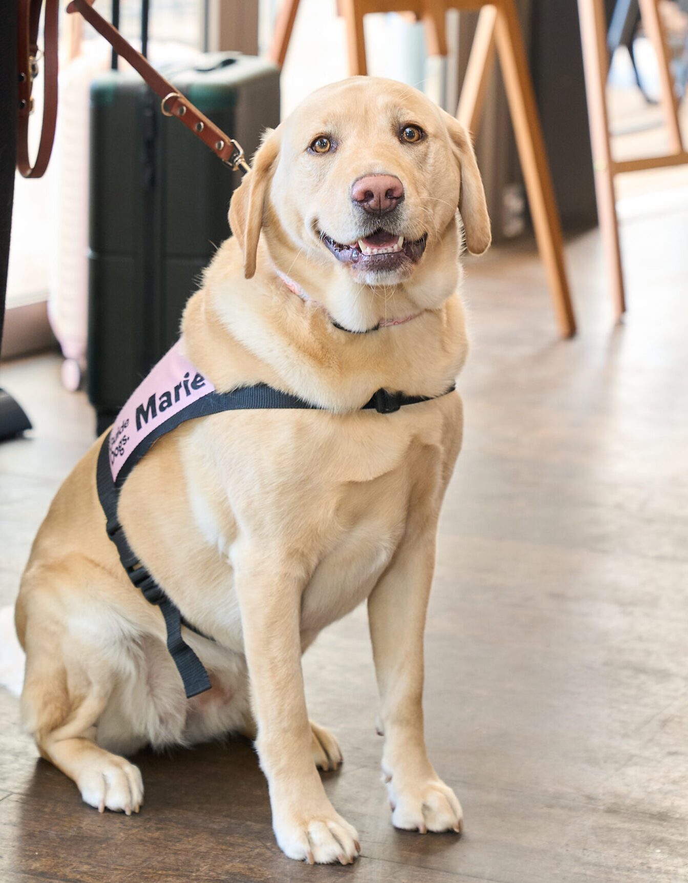Yellow Labrador Marie sitting looking at the camera. She is in her pink Ambassador coat.