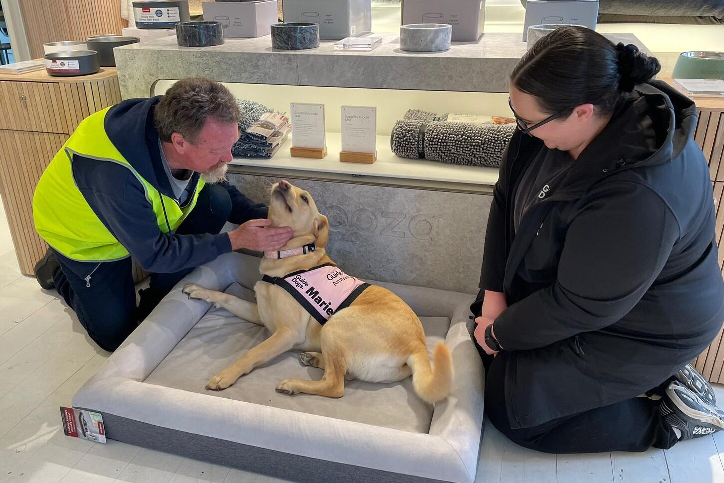 Yellow Labrador Marie laying on a Snooza bed, having her chin scratched. A Guide Dogs staff member looks on, smiling.
