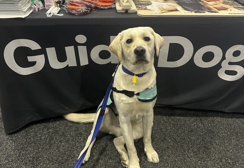 Yellow Labrador Keith sitting in front of a Guide Dogs merchandise table.