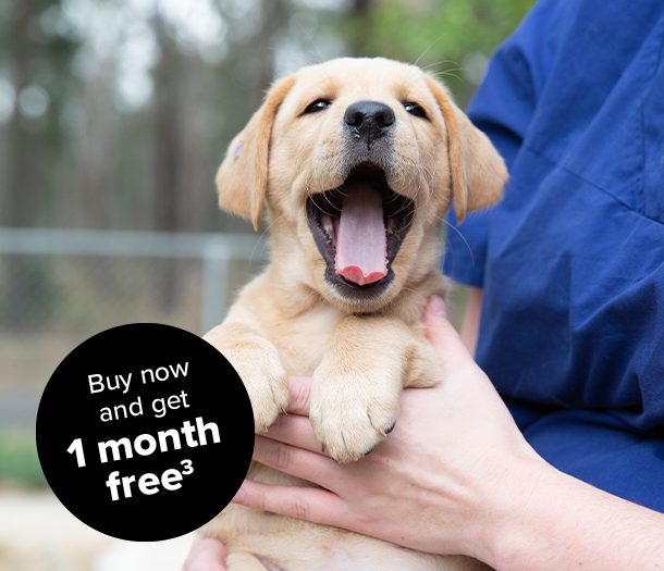 Guide Dogs Pet Insurance