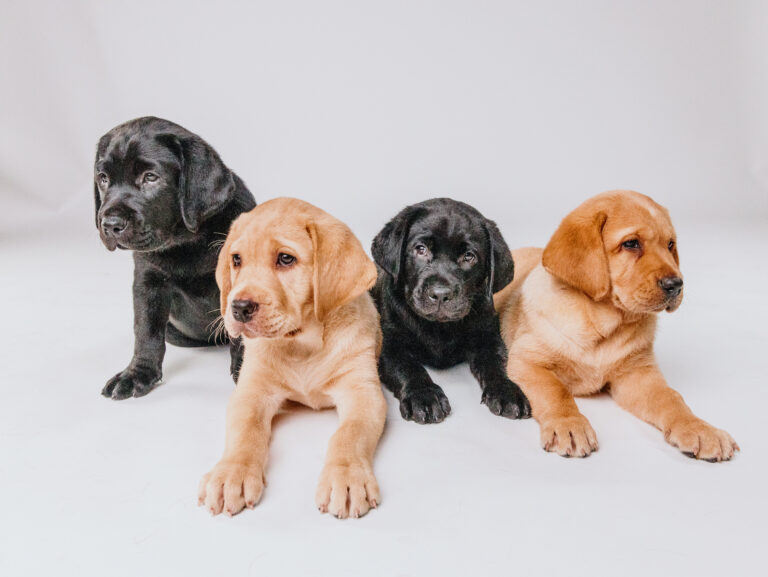 The Puppy Raising Journey