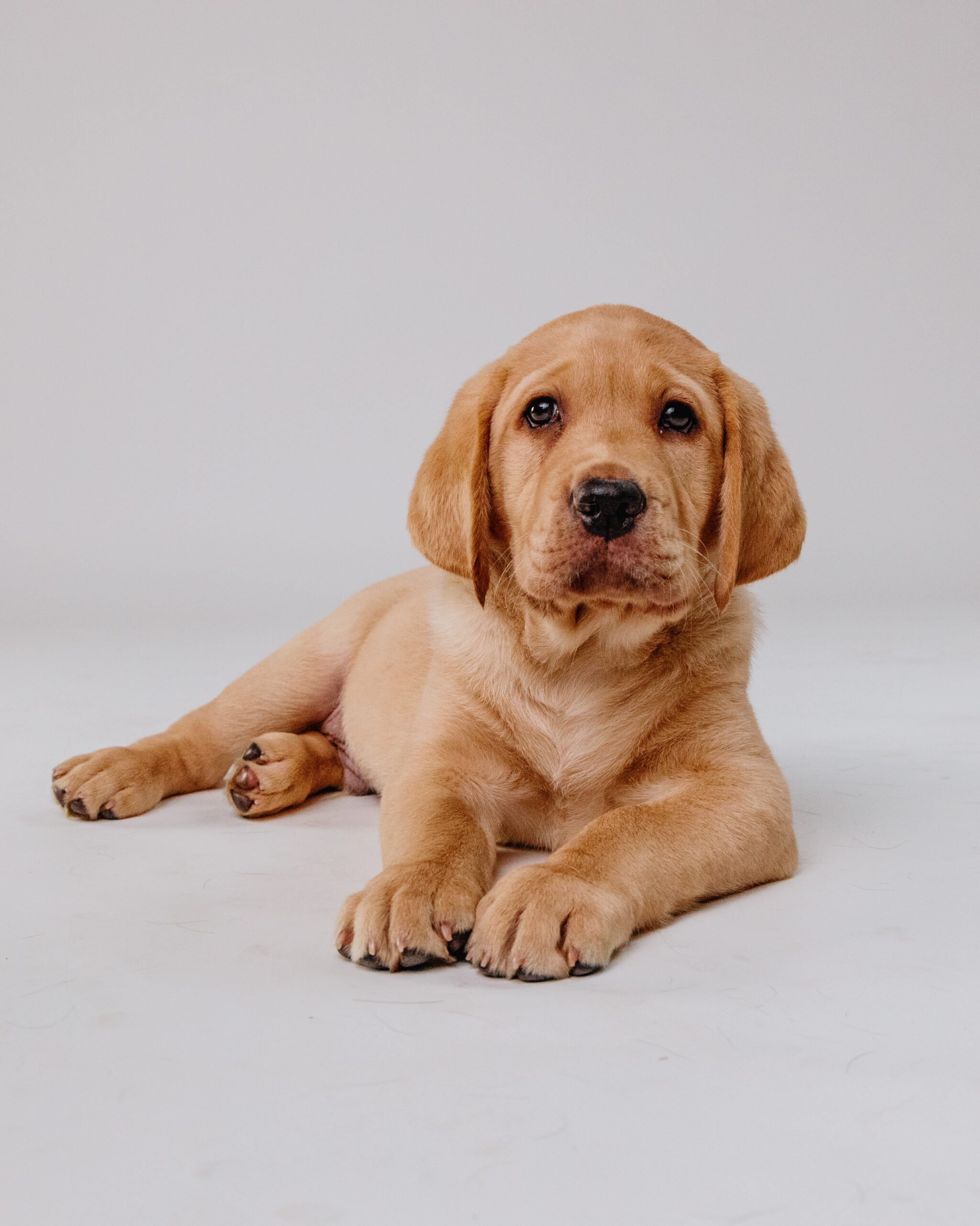 A yellow Labrador puppy laying down, looking at the camera.