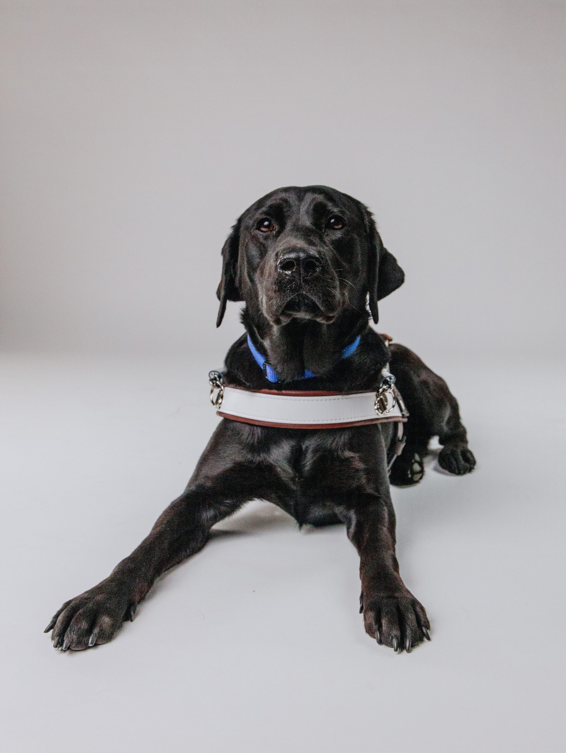 A black Guide Dog in harness laying down.