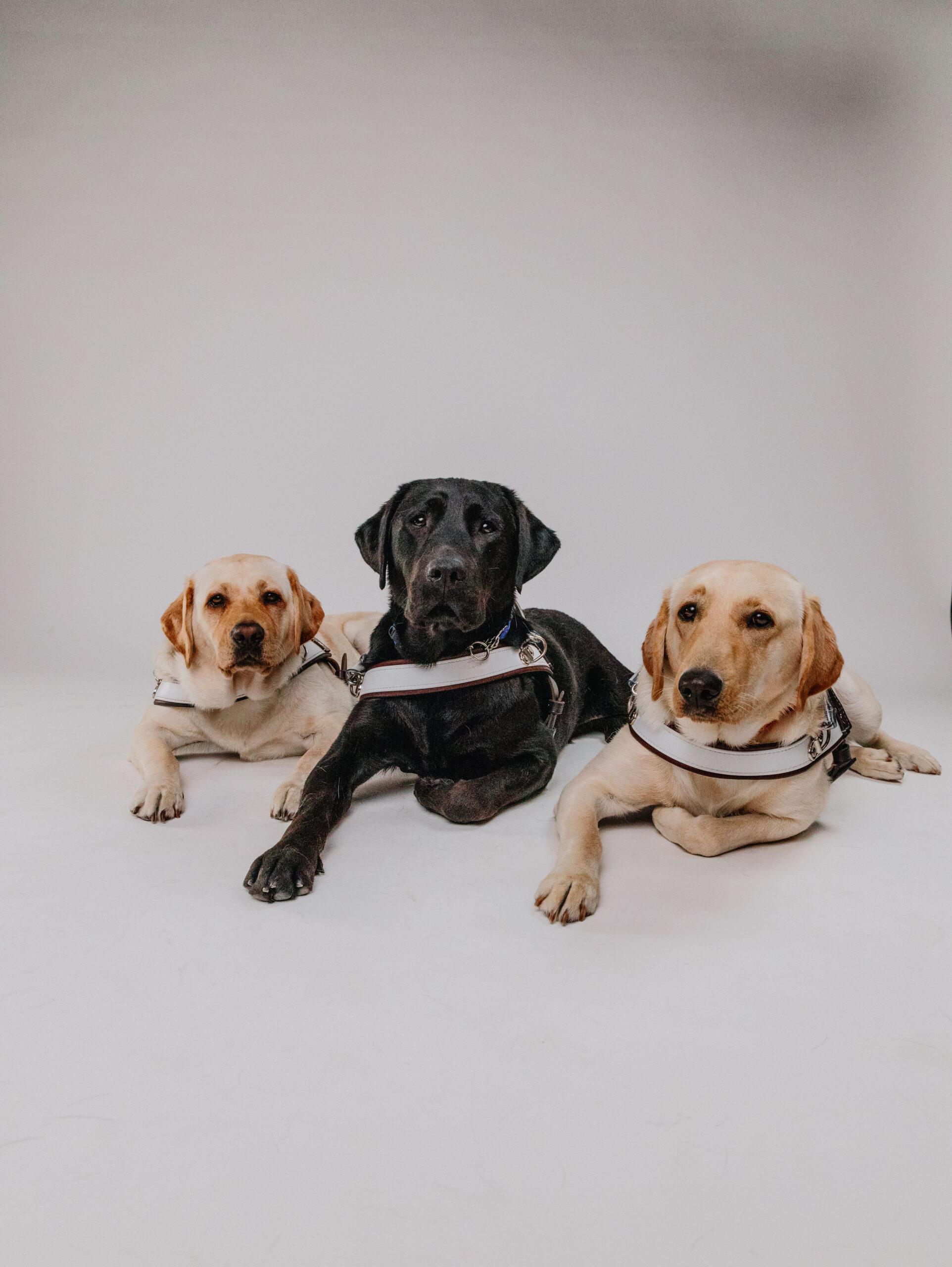 Two yellow and one black Labrador Guide Dogs lay in a row, in harness.