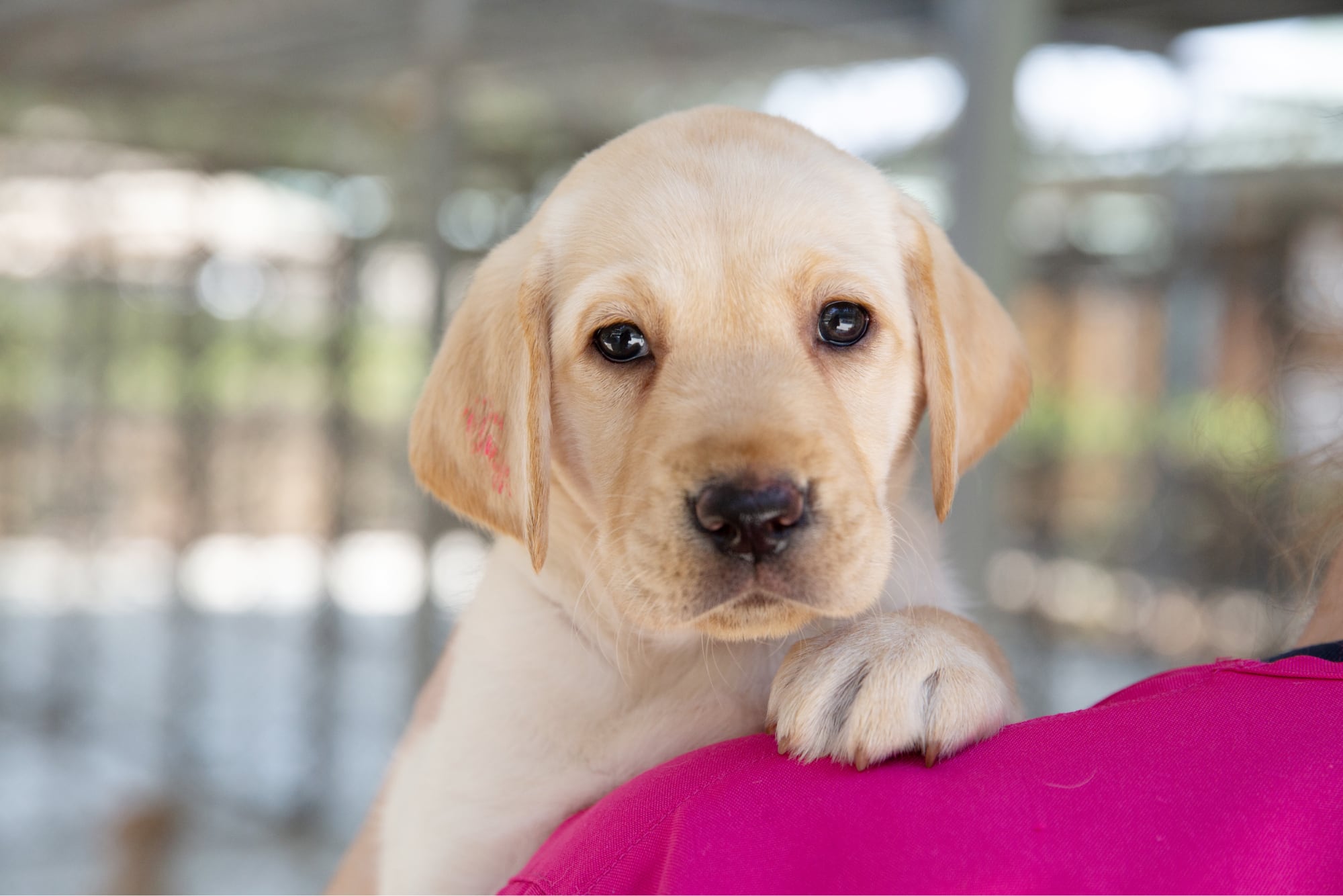 A yellow eight week old labrador puppy on the shoulder of a person. The puppy is looking at the camera.