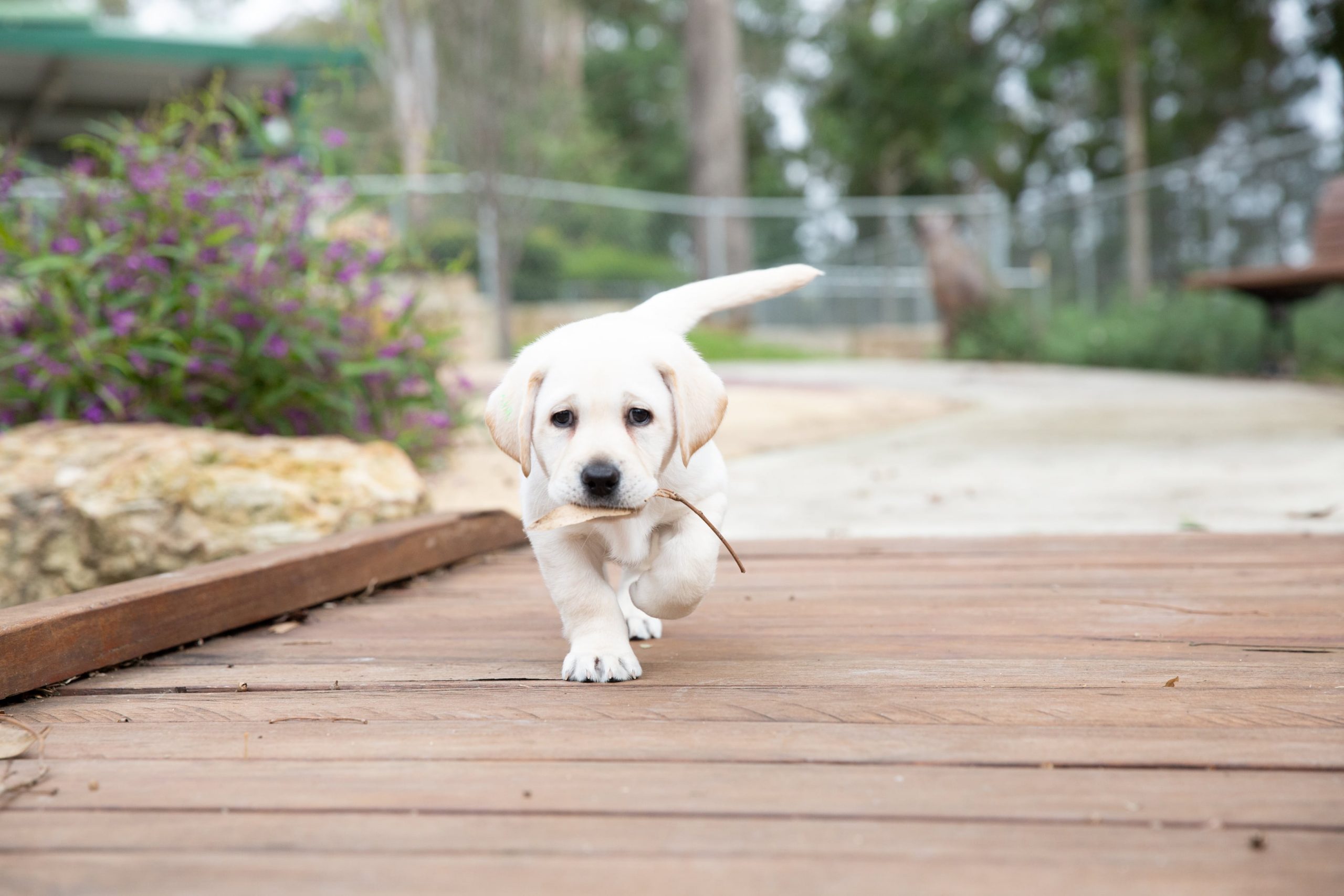 A yellow Labrador puppy holding a leaf in its mouth
