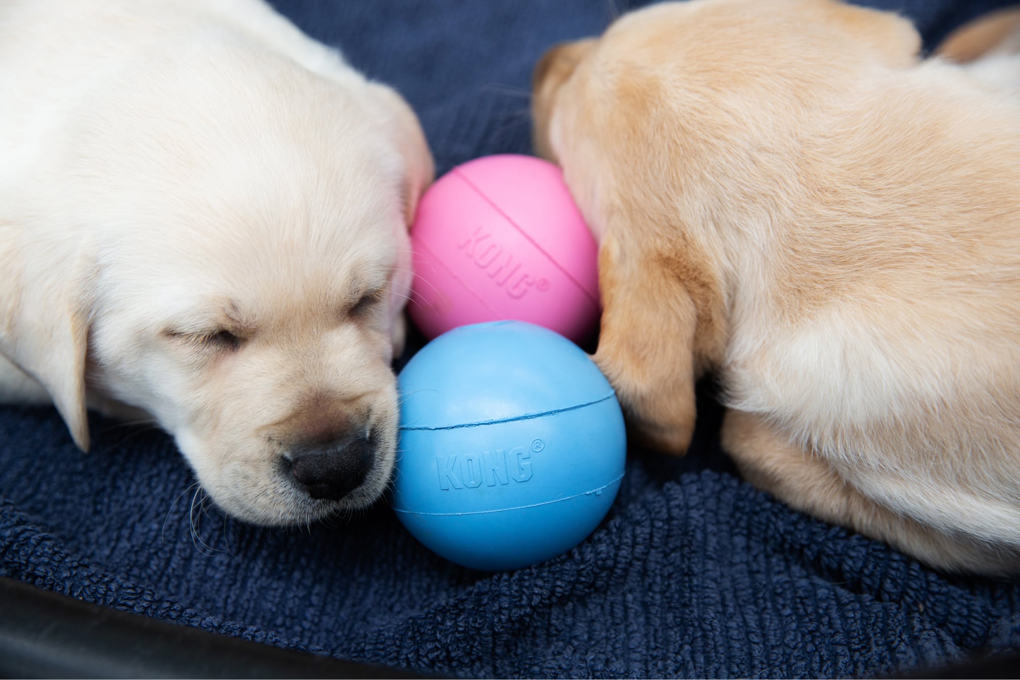 Two eight week old yellow labrador puppies asleep next to a blue and pink ball.