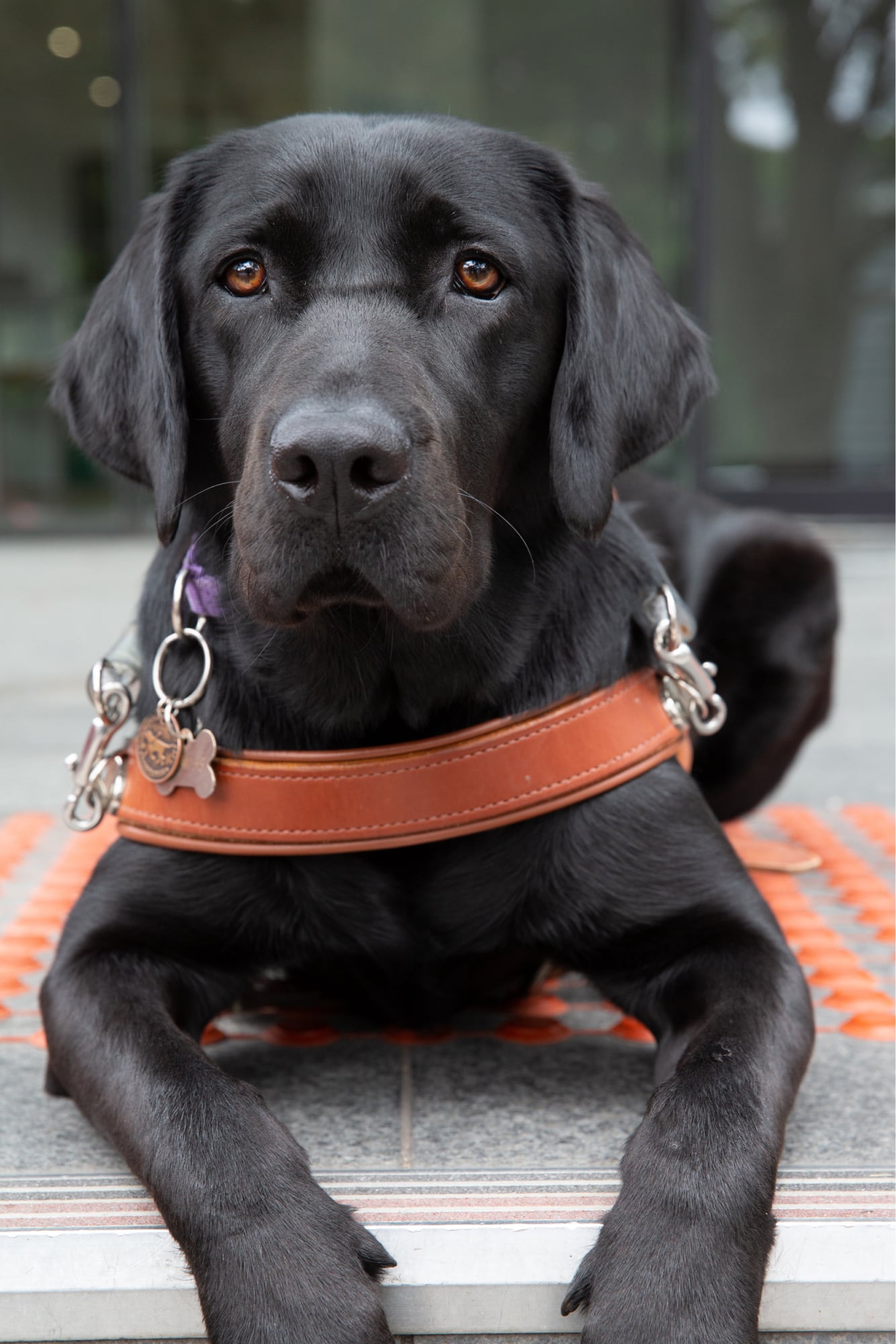 A black labrador Guide Dog in harness looking straight at the camera.