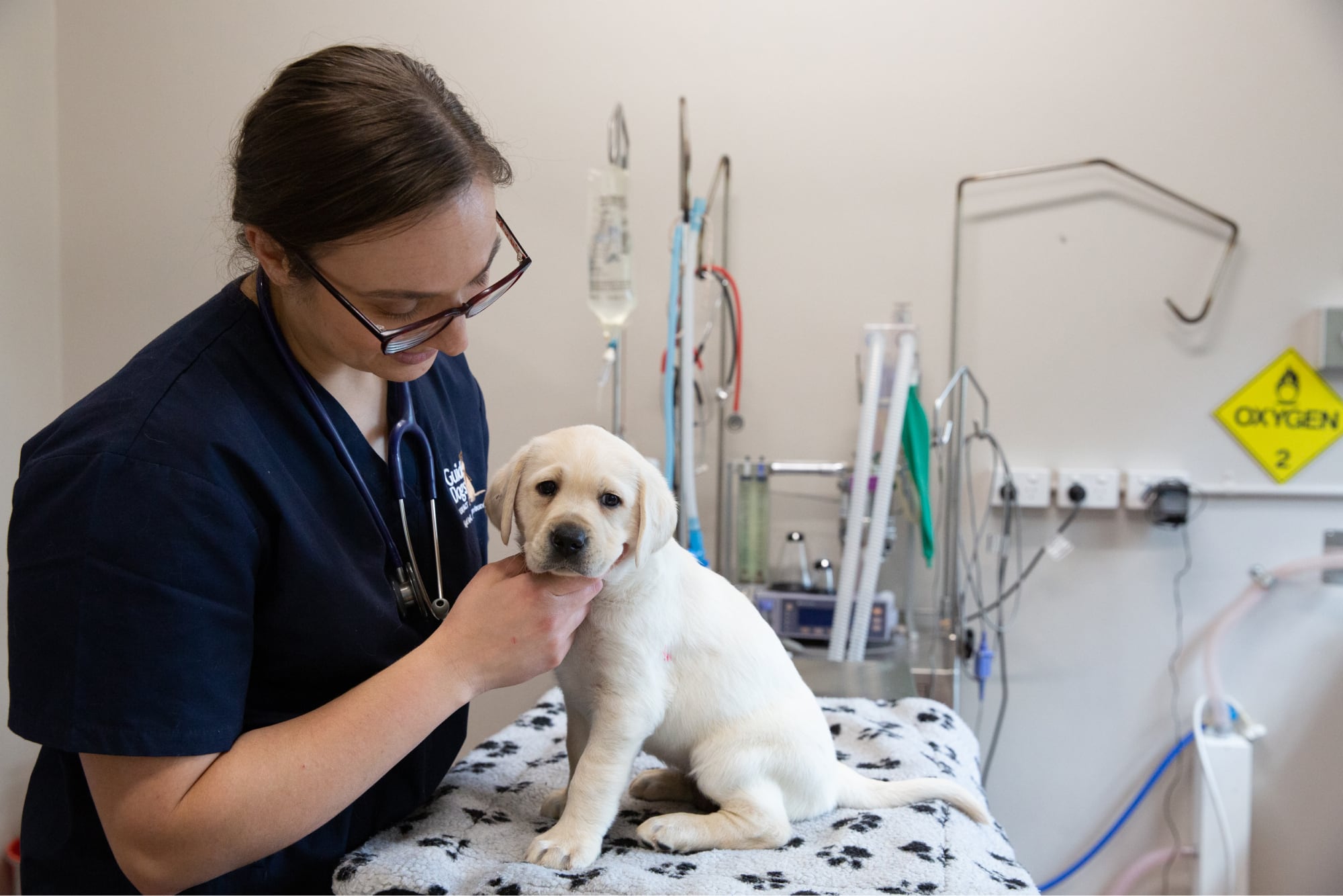 A vet checks a yellow guide dog puppy in a vet consulting room.
