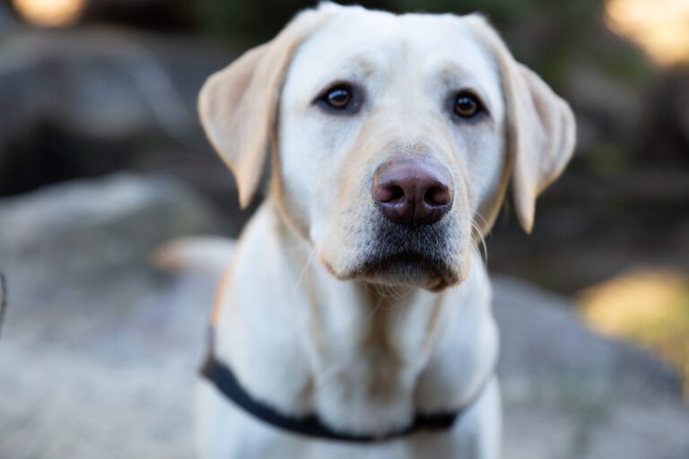 Therapy Dog program update
