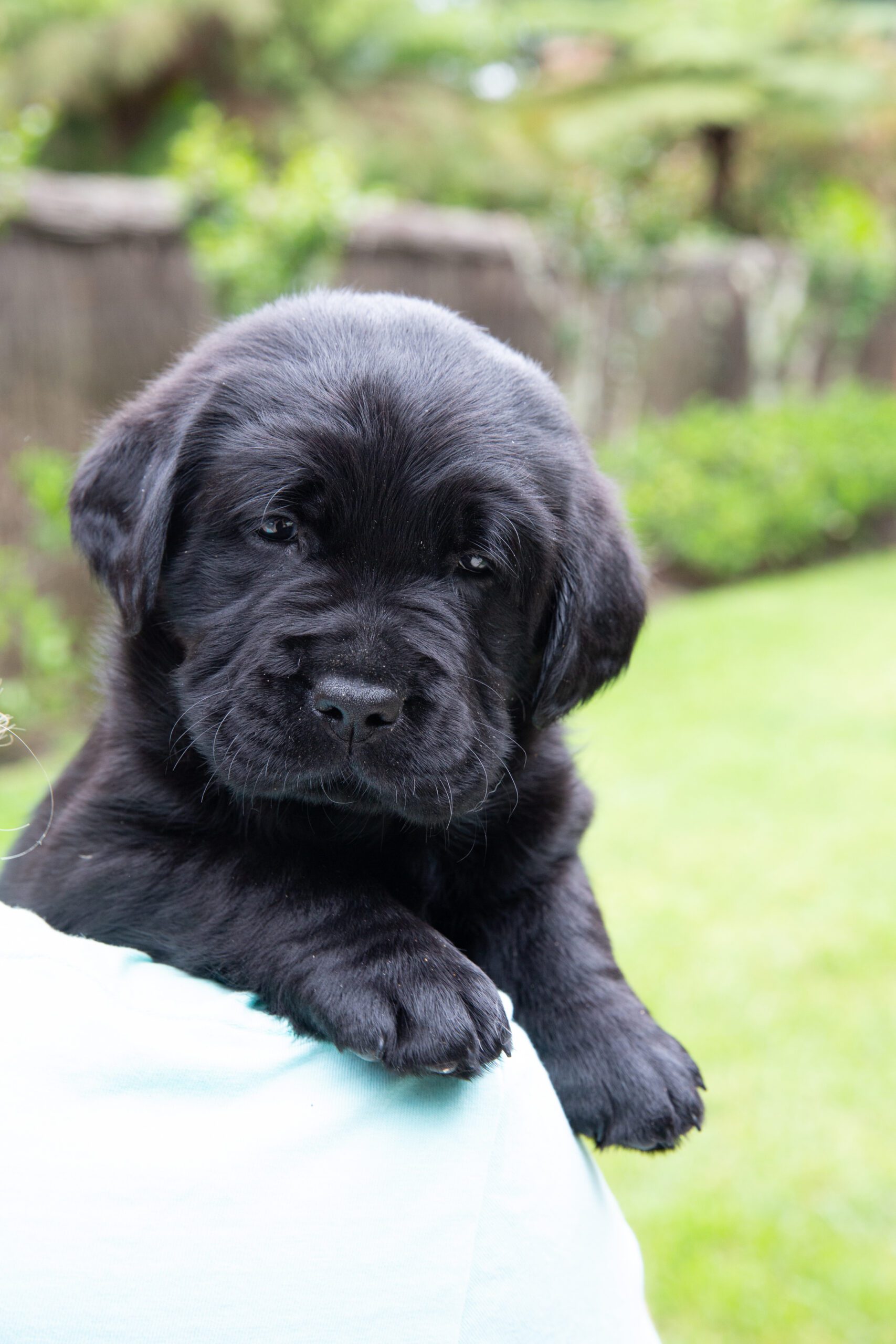A black Labrador puppy looking over the shoulder of a person.