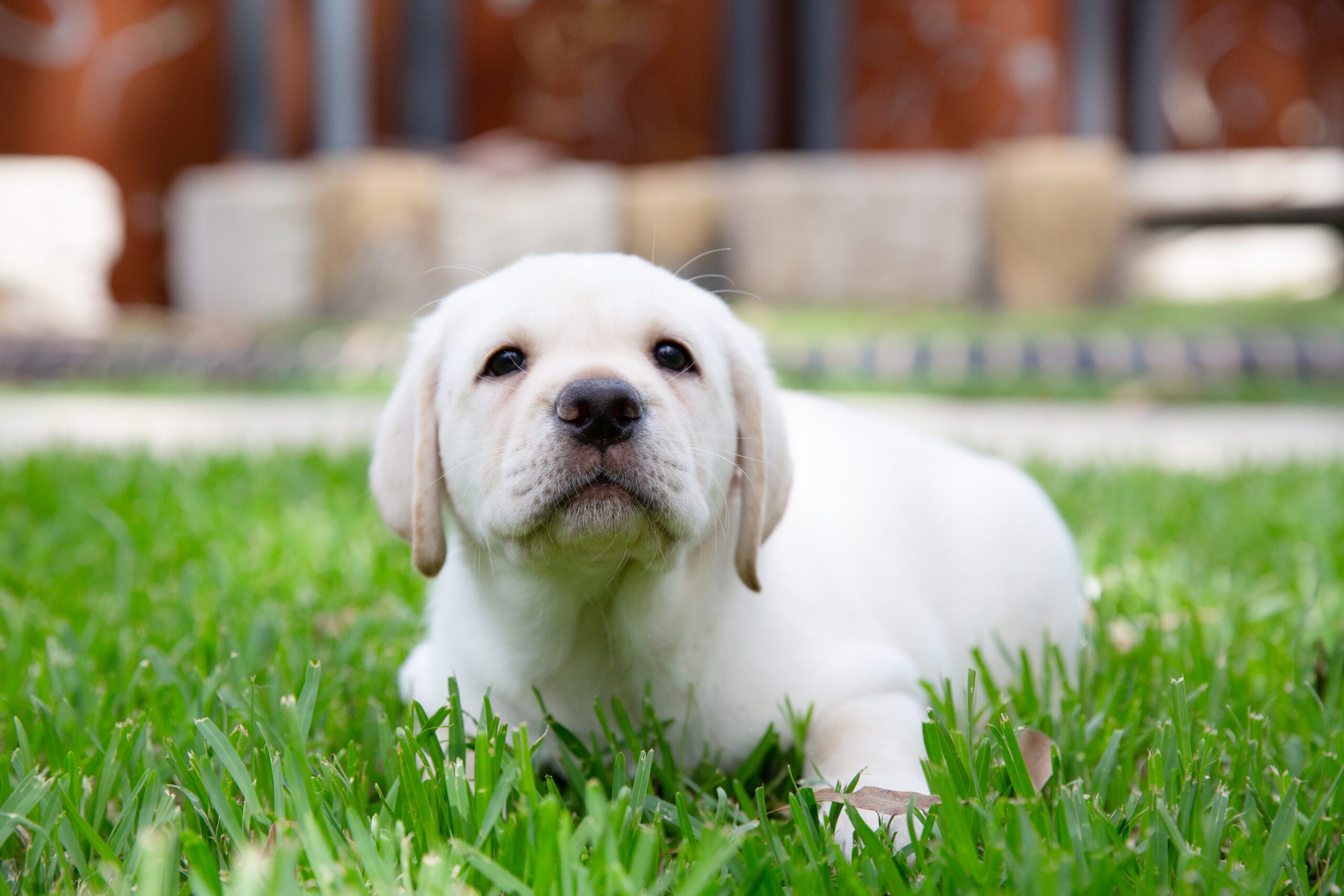 A yellow Labrador puppy sitting on the grass.