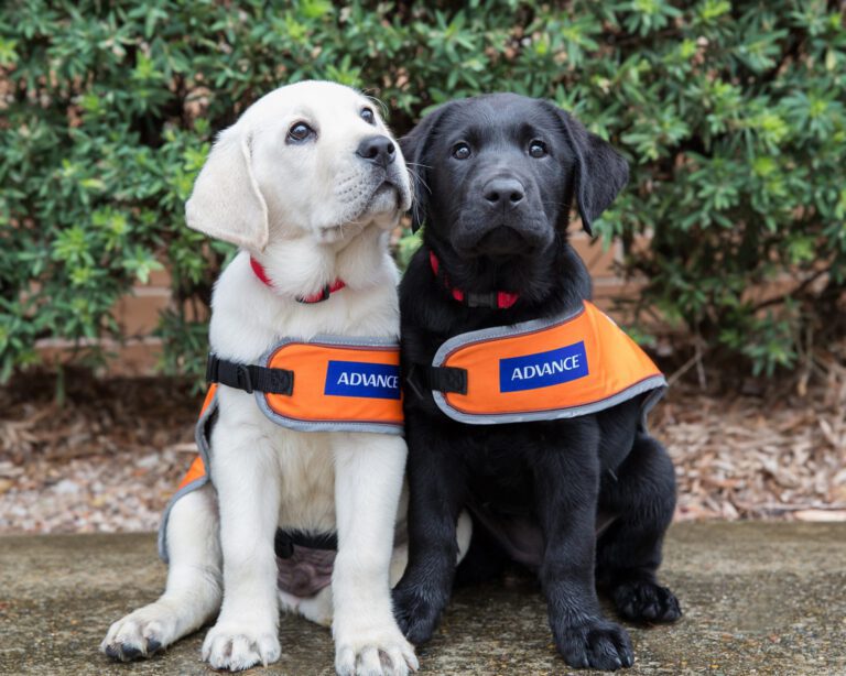 Guide Dogs ranked on the 2019 National Reputation Health Report