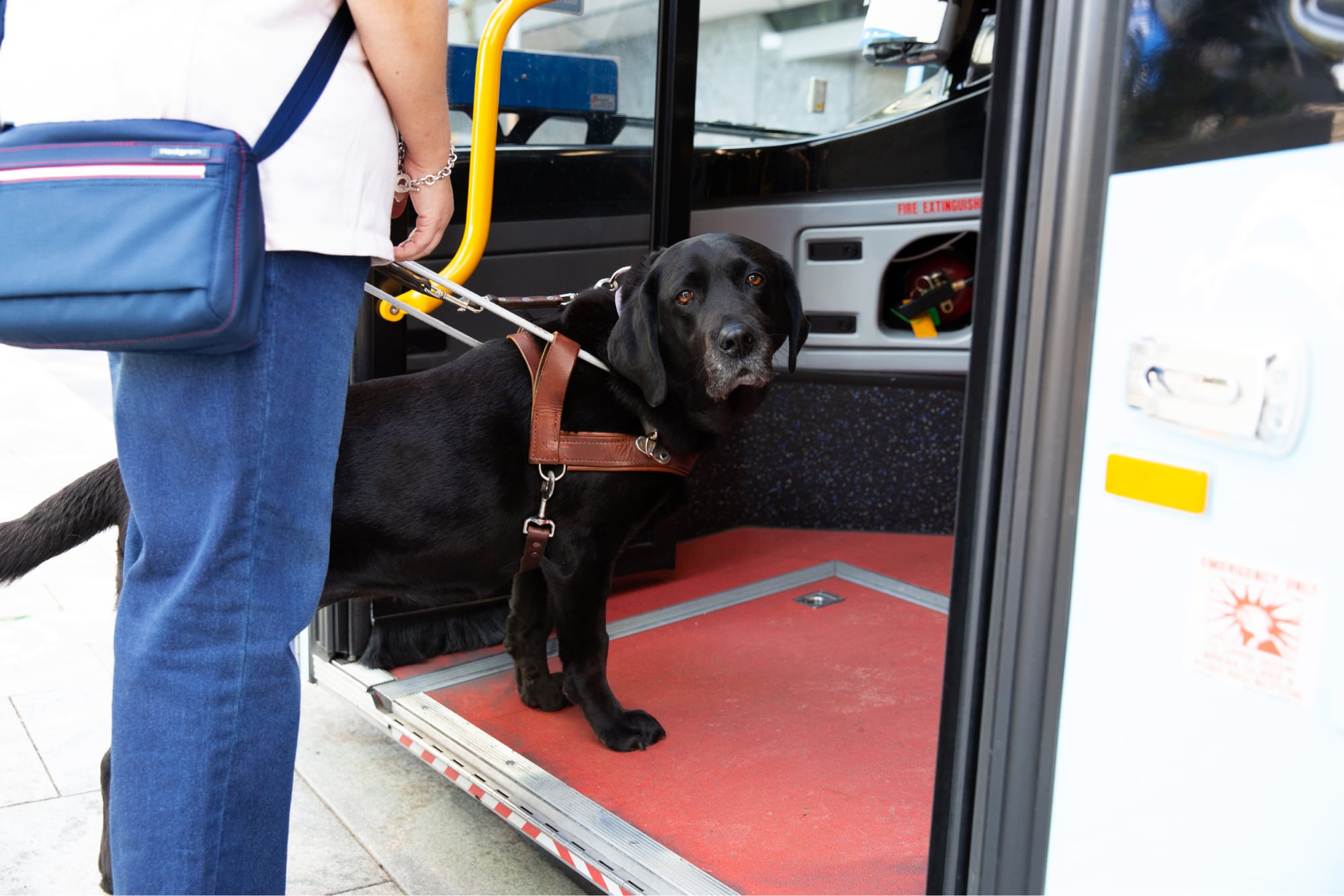 A black labrador Guide Dog in harness with its front two feet on the first step of a bus. The handler is holding the harness but is standing off the bus.